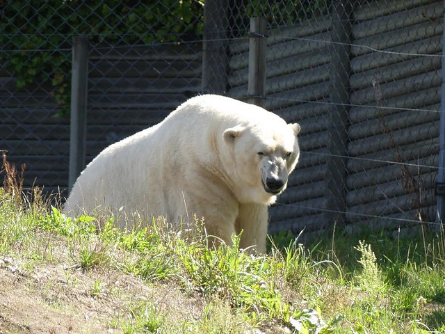 Eisbär, Skandinavisk Dyrepark Kolind