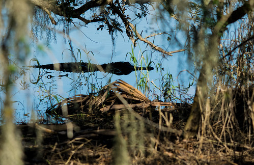 myakkariver statepark alligator gator sarasota florida reptile wildlife nature swamp landscape sarasotaflorida fl fla