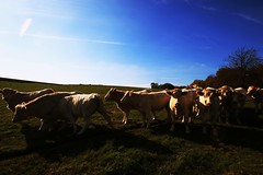 Vaches - Photo of Beaumont-le-Hareng