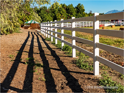 shadows trees grass fence landscape