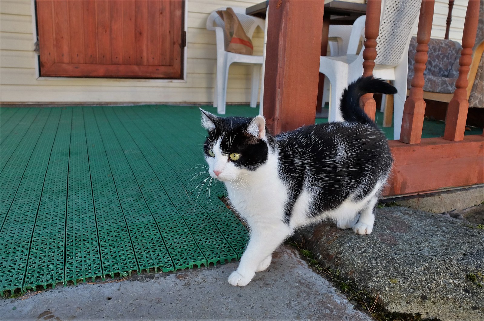 Кошка дачи купить. Антикот на забор. Дача красивая кошка. Кот на даче. Сетка Дачная для кота.