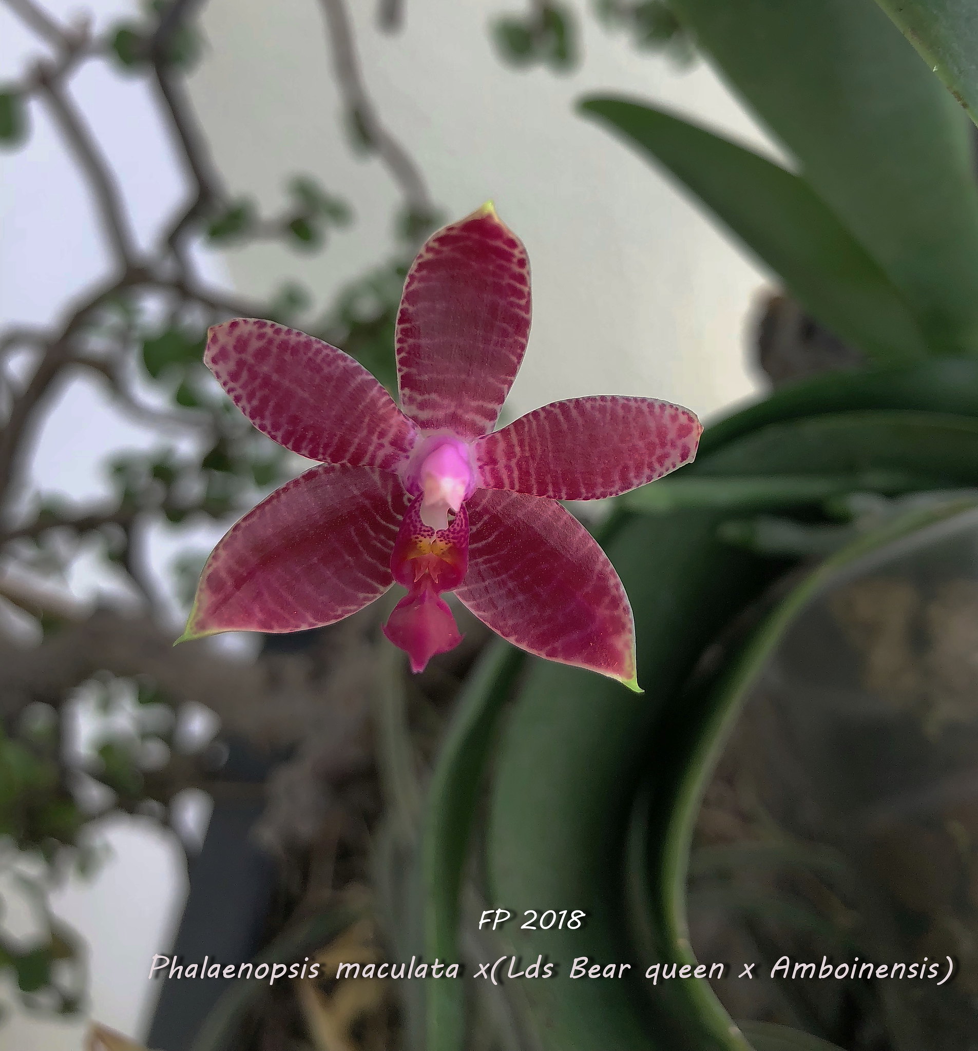 Phalaenopsis maculata x (Lds Bear Queen x amboinensis) 29901579777_648157f871_k