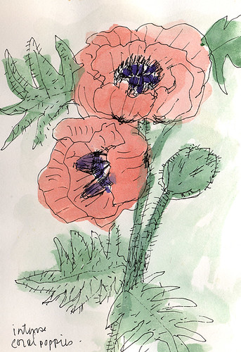 Watercolour sketch of coral pink poppies