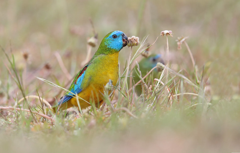 Turquoise Parrot C Tzaros (2)