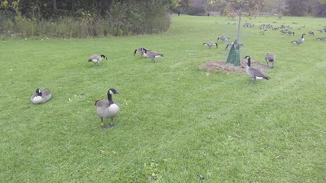 Canada Geese (1) #toronto #homesmithpark #humberriver #fall #autumn #path #birds #canadageese #latergram