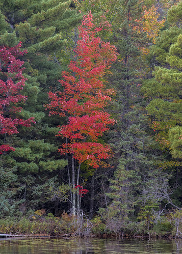 autumn tree trees color colors fall northwoods rhinelander wisconsin oneidacounty moenlakechain fourth lake
