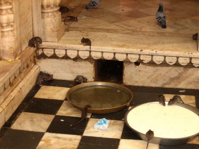 Templo de las Ratas Karni Mata