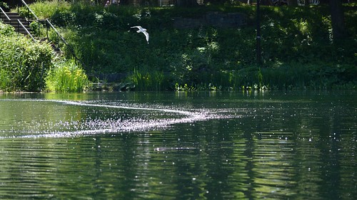 Pond Bits (Parc La Fontaine) III