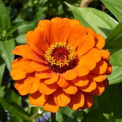 Longmont, CO, Visiting Friends, Orange Zinnia Flower, Macro