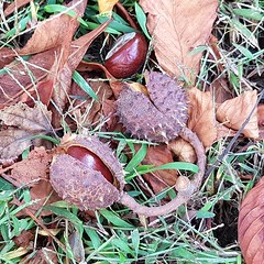Horse chestnuts (aka buckeyes) emerging and emerged