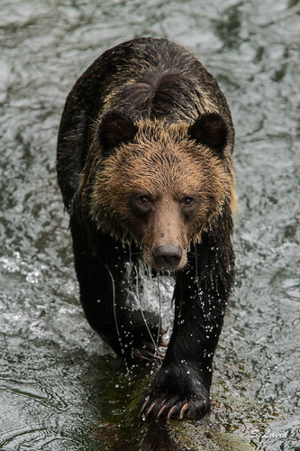 ef14x mc11 sigma ef300mm28 canon grizzly buteinlet a7r2 bears sony