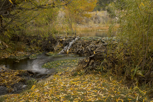 fall fallcolors autumn autumncolors willow dam beaverdam pond beaverpond troutcreek colorado stream creek earthnaturelife wondersofnature