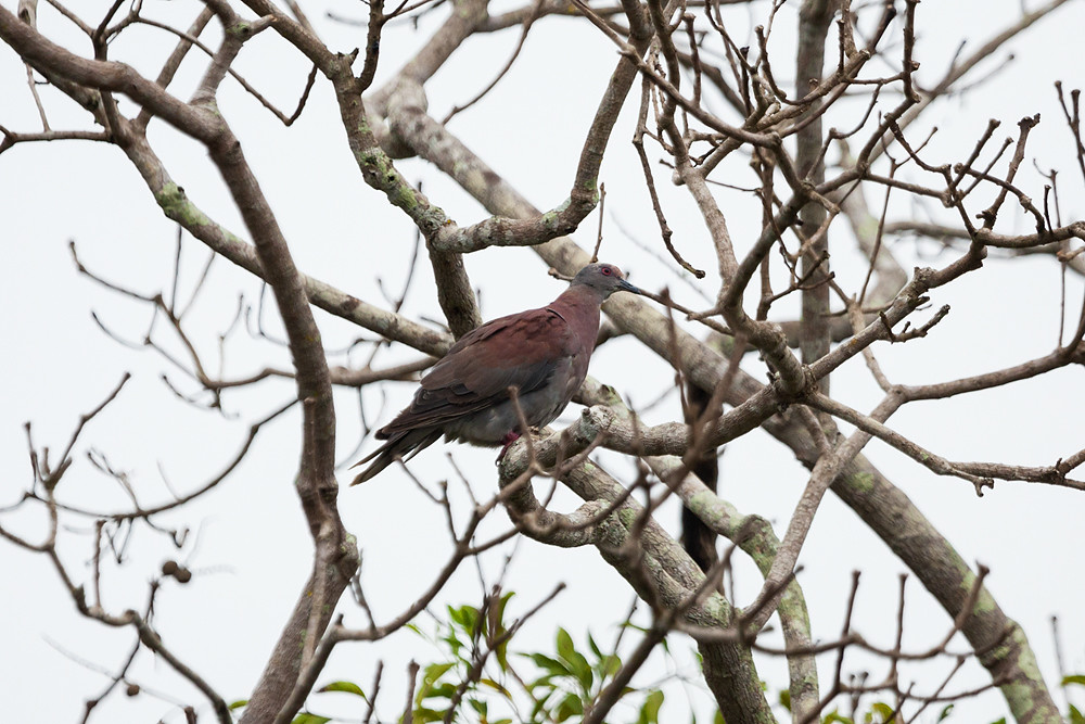 Рыжеспинный голубь (Patagioenas cayennensis)