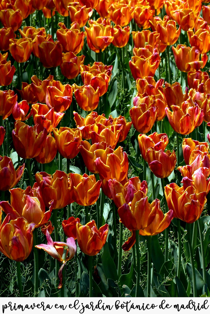 Primavera en el Jardín Botánico de Madrid