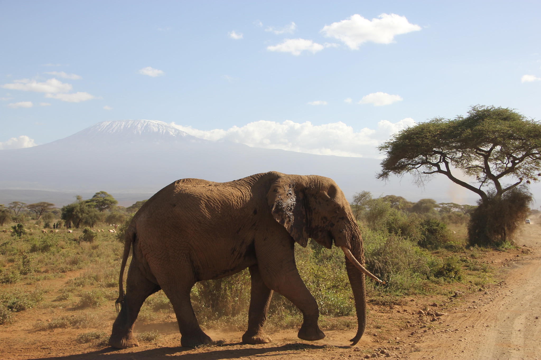 Hakuna Matata: Memorias de Africa - En construccion! - Blogs de Kenia - Dia 2: Comienza la aventura: primer contacto con Amboseli (10/02/2018) (39)