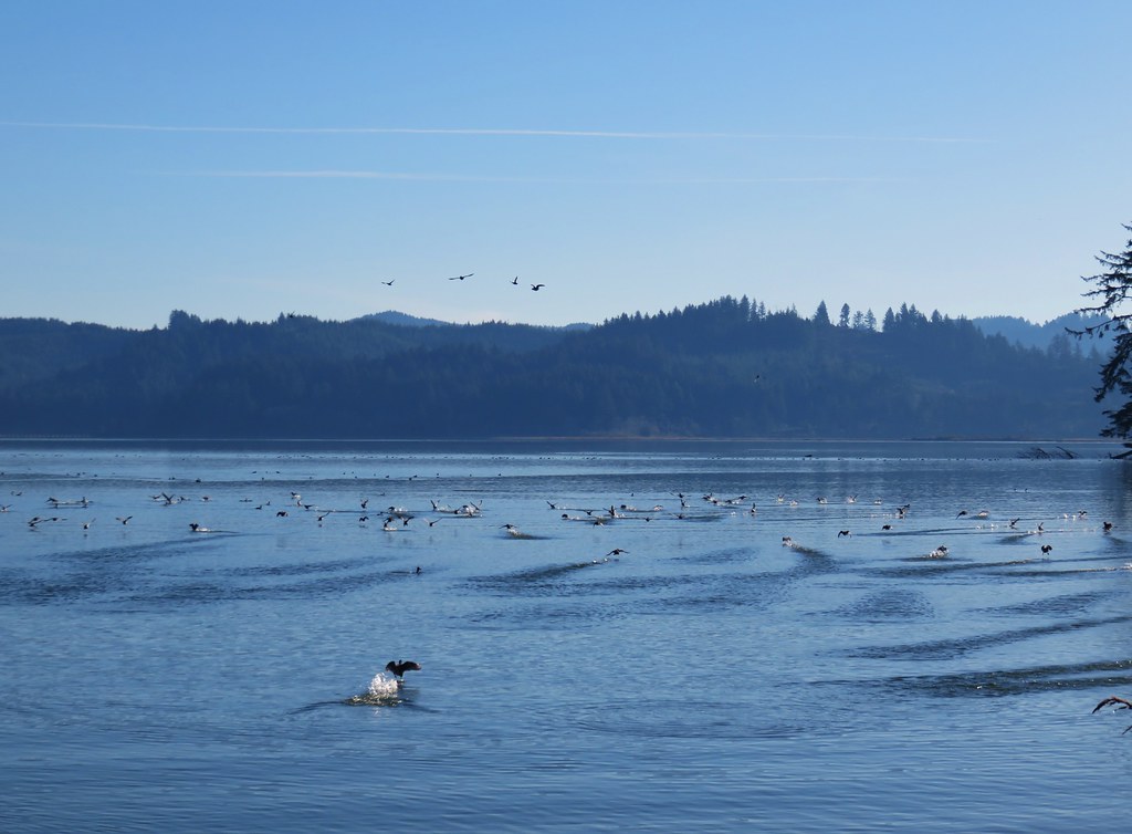 Birds taking flight from Siltcoos Lake