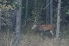 Cerf élaphe (biche) - cervus elaphus - red deer<br>Région parisienne