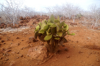 17-155 Cactus