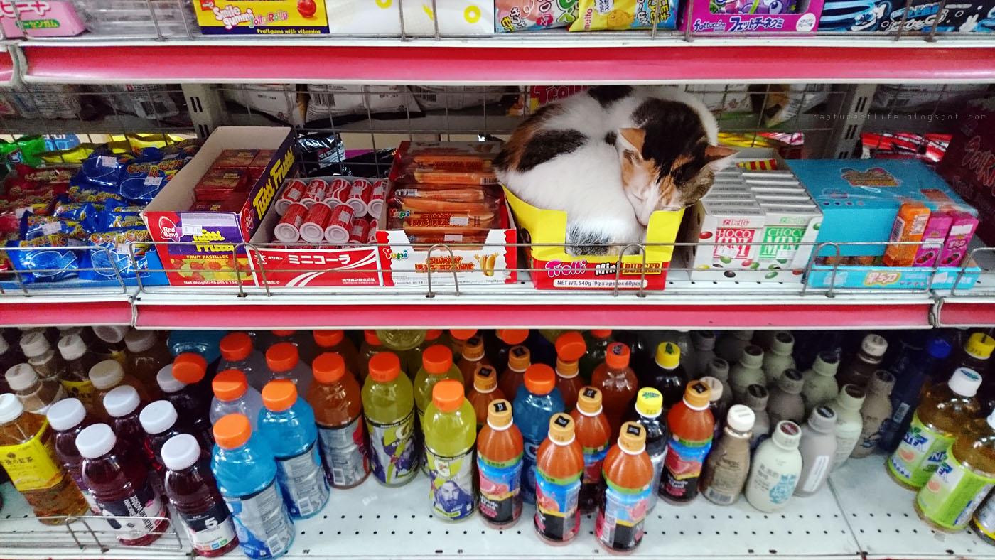 喵店長 shop keeper cat