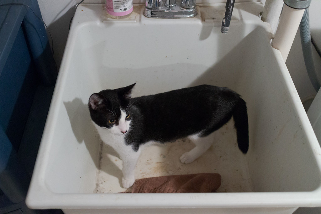 Our cat Boo in the utility sink in the basement of our house in Portland, Oregon
