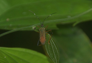 4-352 kleurrijk insect