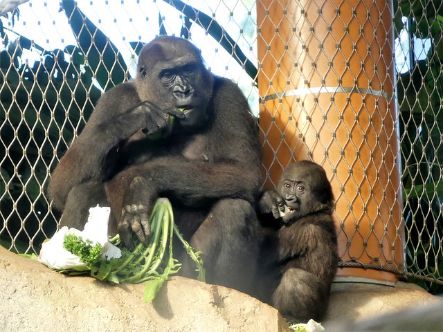 Shira und Wela, Zoo Frankurt