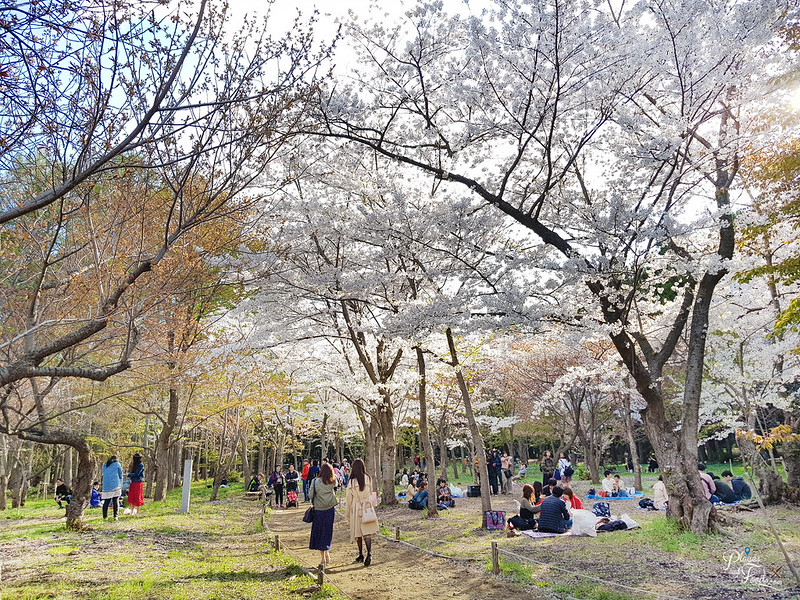 maruyama park sakura