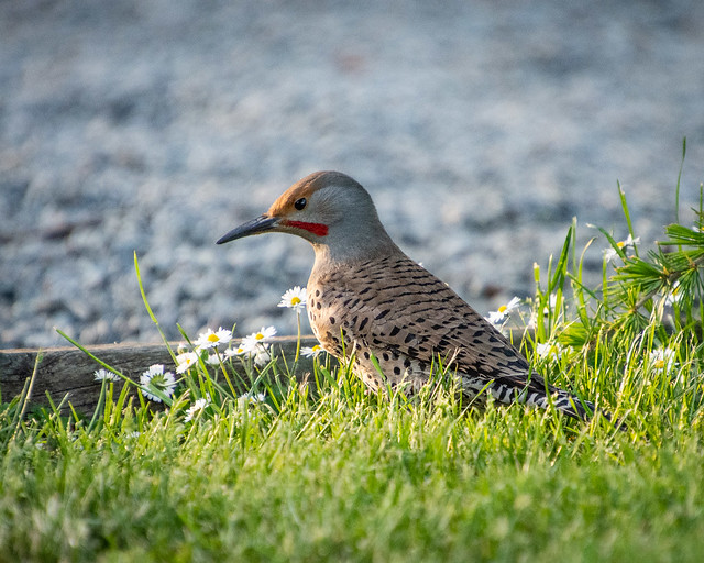 Red-shafted Northern Flicker