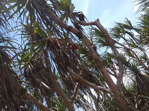 Pohon Pandan laut tanaman khas pulau drini sedang berbuah