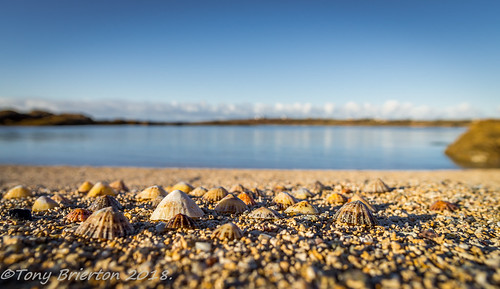 23918 beach cogalway coralbeach sand shells