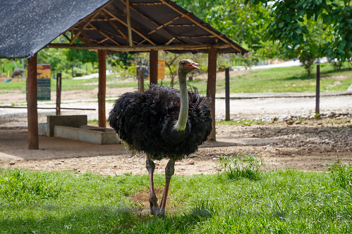 antioquia colombia co haciendanápoles zoo animals emu