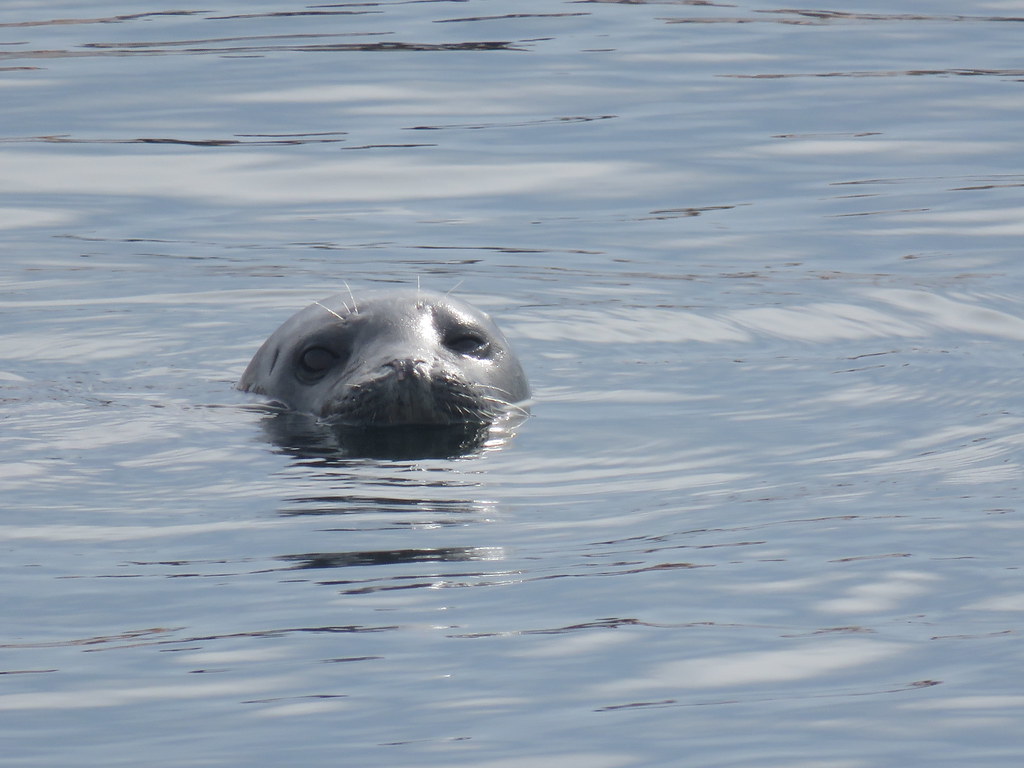 Seal at the Comox Marina.