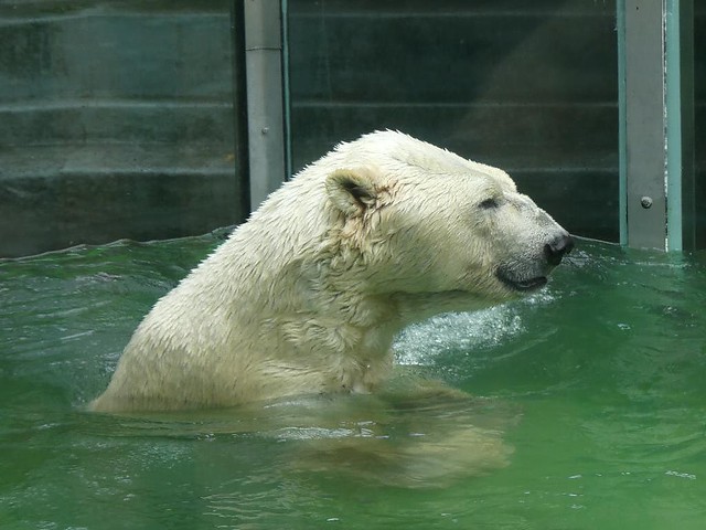 Eisbär Vitus, Tierpark Neumünster