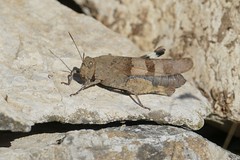 Blue Band-winged Grasshopper (Oedipoda caerulescens) - Photo of Les Aires