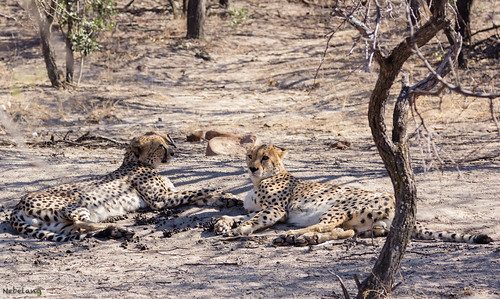 sunrise dawn brothers together wakeup cheetah cheetahs parque nacional kruger national park sudafrica southafrica reserva privada private reserve moditlo river lodge septiembre september guepardo guepardos