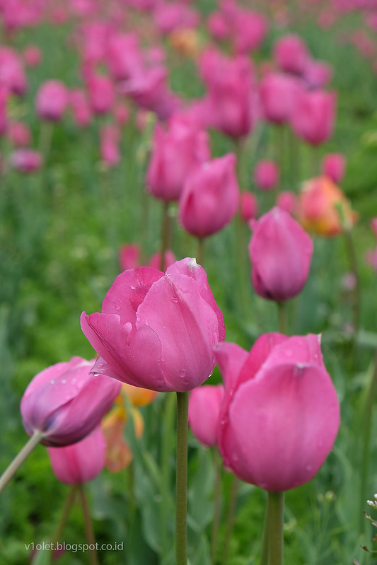 tulip garden43rw