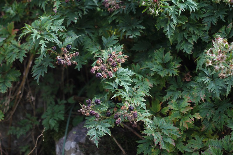 Rubus fruticosus - ronce commune 31028000358_4f18977a91_c