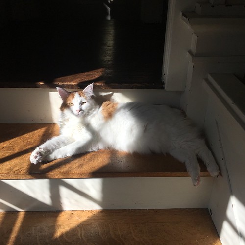 Large sunspot cat