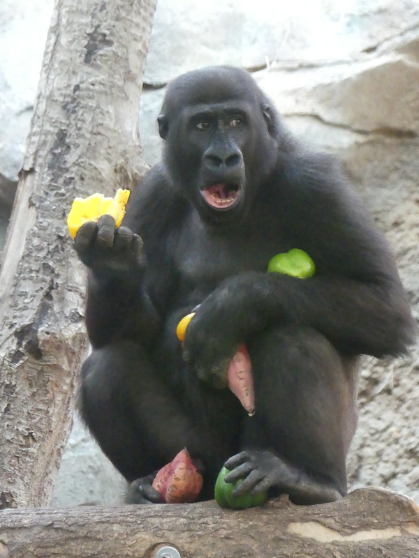 Gorilla Sawa, Zoo Frankfurt