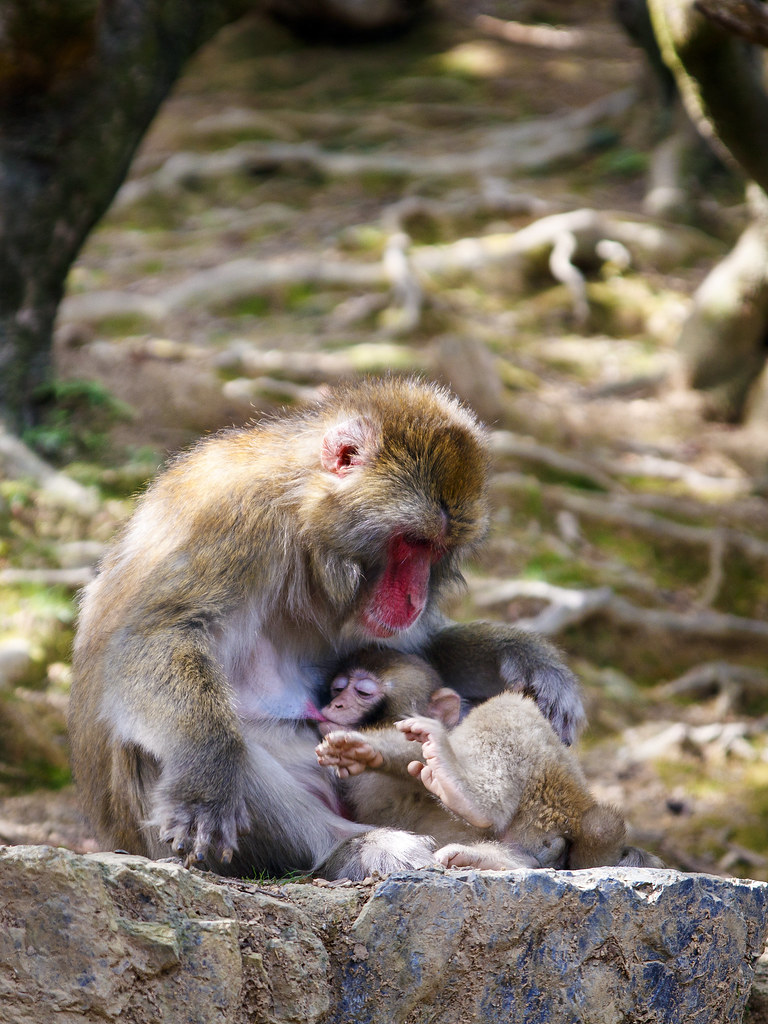 Japanese Macaque Feeding