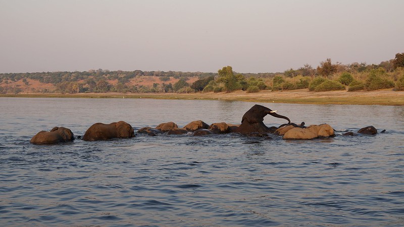 Chobe Riverfront: safari en 4x4 y crucero por el río - BOTSWANA, ZIMBABWE Y CATARATAS VICTORIA: Tras la Senda de los Elefantes (39)