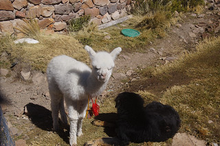 13-095 Baby alpaca