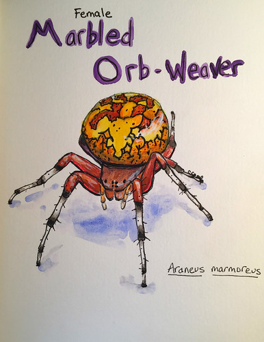 Marbled Orb-Weaver Watercolor