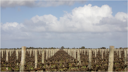 australia southaustralia canoneos5dmarkiv ef2470f28liiusm clouds cloudy wine vineyard