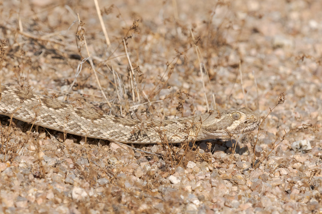 A Mojave rattlesnake crawls across the desert near Brown's Ranch Road in McDowell Sonoran Preserve in Scottsdale, Arizona