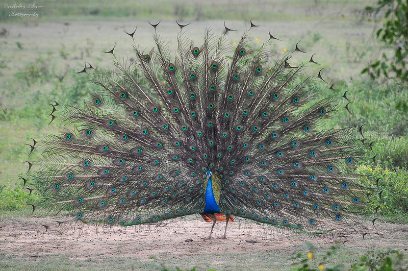 Sri Lanka | Peacock