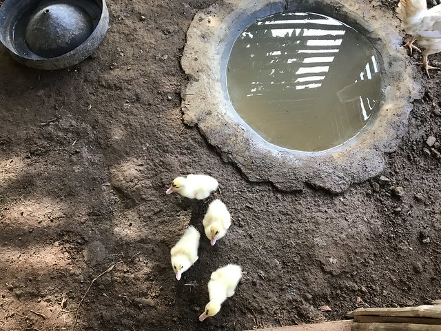 four ducklings