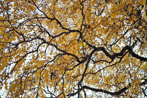 stefanorugolo pentax k5 pentaxk5 kepcorautowideanglemc28mm128 autumn branches trees canopy leaves foliage fall upview up pov manualfocuslens manualfocus manual vintageprimelens vintagelens hälsingland sverige sweden