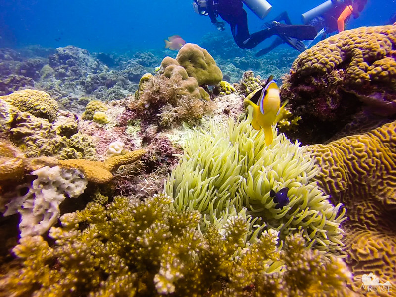 Anemone fish and corals