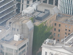 green roofs of London